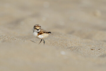 Little Ringed Plover - Charadrius dubius young chick of wader and shorebird species feeding on the sand beach of the Black Sea in Bulgaria. Cute small bird