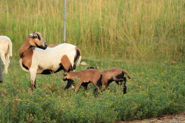 Tiere in der Natur
