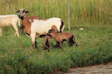 Tiere in der Natur