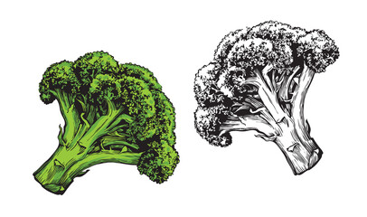 Vegetable broccoli isolated on white background. Fresh food vector illustration