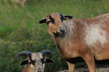 Tiere in der Natur