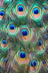 Closeup of Indian peacock tail feathers (Pavo cristatus), vertical