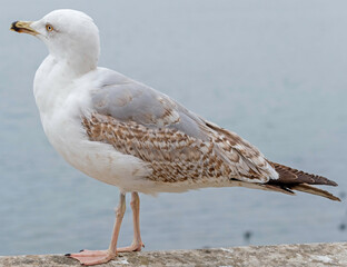 White and grey seagull