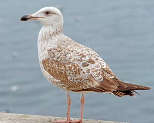 White and grey seagull