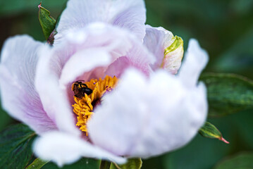 peony flower in the garden