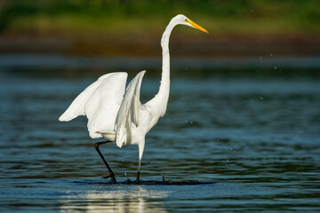 Great Egret - Ardea alba also common or large egret, great white egret or heron, widely distributed...