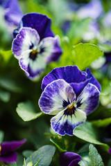 viola flowers in the garden