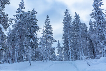 Winter Landscape in Finnish Lapland