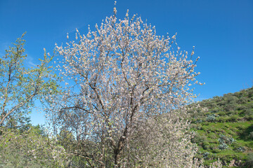 Almond  in flower. North of Gran Canaria. Canary Islands. Spain.