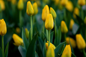 Blooming tulips. Yellow tulips. Spring blooming yellow tulips, floral bokeh background, floral greeting card, selective focus.