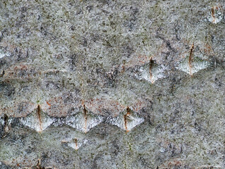 Poplar Bark Close-up Image - Macro