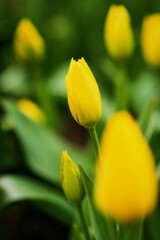Blooming tulips. Yellow tulips. Spring blooming yellow tulips, floral bokeh background, floral greeting card, selective focus.