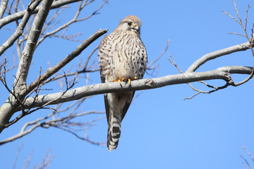 枝にとまるチョウゲンボウ