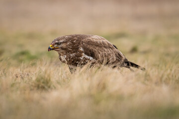 common buzzard standing alone