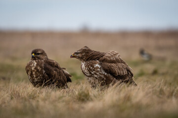 common buzzard standing alone