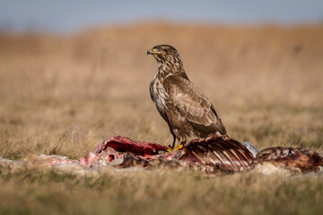 common buzzard standing alone