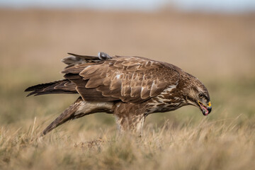 common buzzard standing alone