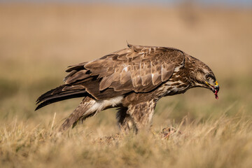 common buzzard standing alone