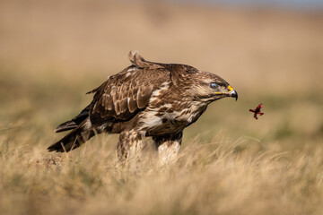common buzzard standing alone