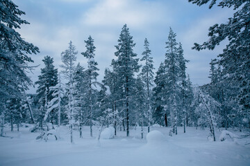 Snowy forest in Lapland, Finland