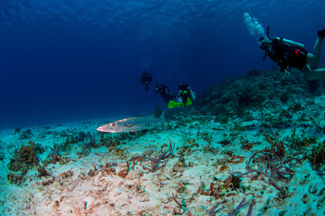 Fototapeta na wymiar Barracuda with divers 