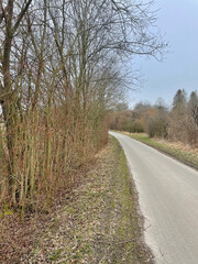 Fototapeta premium road in the woods