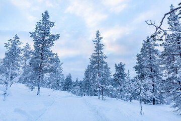 Winter Landscape in Finnish Lapland