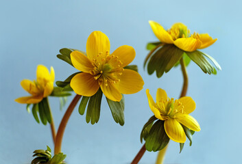 Yellow flowers in early spring