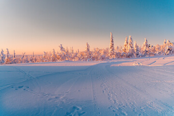 Sunset over frozen trees on a mountain,  Lapland Finland