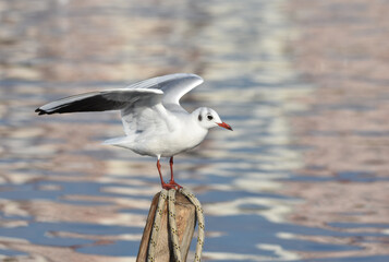 Seagull standing on a wood