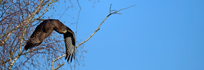  flying Common Buzzard (Buteo buteo) // fliegender Mäusebussard (Buteo buteo)