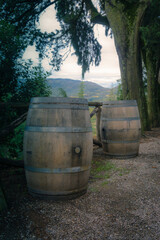 old wine barrels