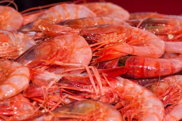 Prawns dish facing left. Shrimp. Species called red gamba or tiger or listing