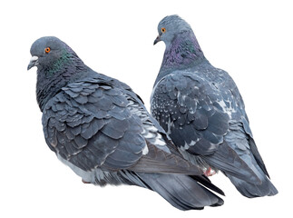 big Beautiful pigeons on a white