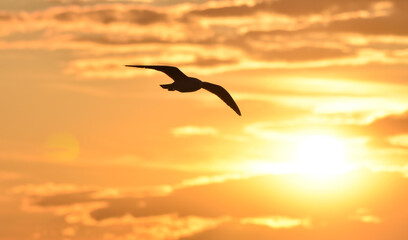 Seagull flying at sunset sky