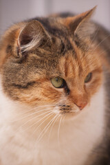 Beautiful domestic cat. Portrait of a cat. Cat 