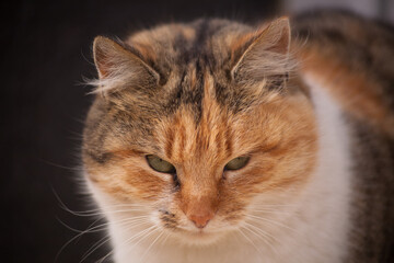 Beautiful domestic cat. Portrait of a cat. Cat 