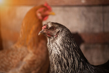 Domestic bird. Homemade chicken. Chicken. 