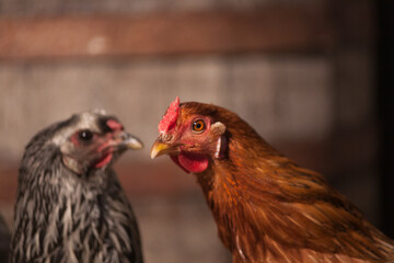 Domestic bird. Homemade chicken. Chicken. 