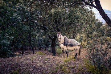 Caballo árabe andaluz en el bosque de robles - obrazy, fototapety, plakaty