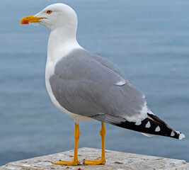 White and grey seagull