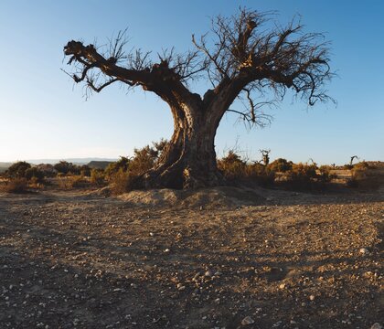 Viejo olivo muerto en el desierto. Árbol del ahorcado