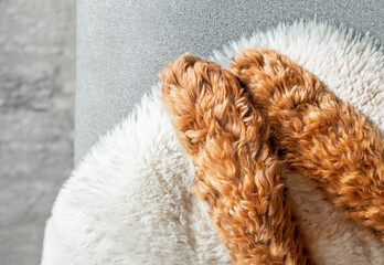 Labradoodle dog paws, top view.  Close up of red curly and fluffy front paws resting on gray sofa...