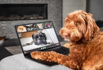 Fotobehang Dog talking to dog friends in video conference. Group of dogs having an online meeting in video call using a laptop. Labradoodle, Boxer, Poodle and Pomeranian chatting online. Pets using a computer. © Petra Richli