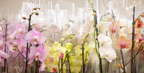 orchids of different colors. spring women's holiday.