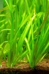 Vallisneria gigantea freshwater aquatic plants in a fish tank with blurred background