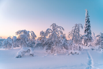 Snowy forest in Lapland, Finland