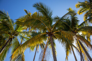 Looking up into coconut palm trees on the beach on the Pacific Ocean in the Riviera Nayarit, Mexico