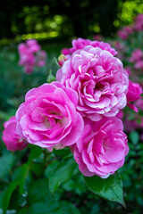 Pink roses in the garden
