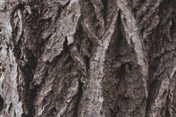 Bark of a willow tree with a rough bizarre texture in dark Brown colors 